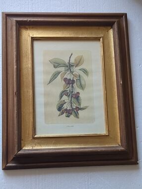 Botanical Cherry Print in Gold Wood Frame Made In Italy